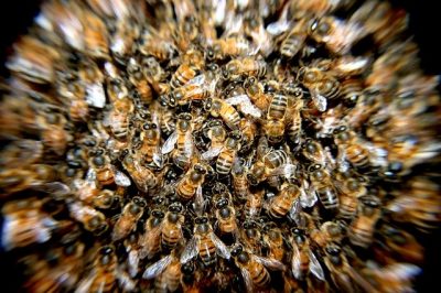 You are currently viewing Bee Swarm Shuts Down Pasadena Block
